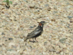 Calcarius ornatus