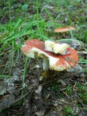 Russula queletii