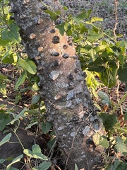 Zanthoxylum clava-herculis