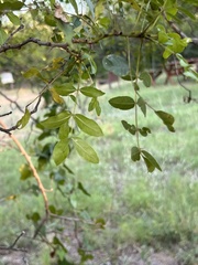 Zanthoxylum clava-herculis