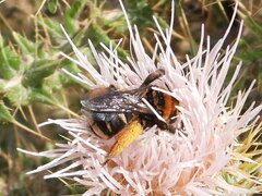 Svastra obliqua obliqua