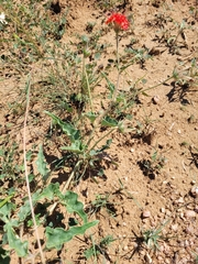 Nyctaginia capitata
