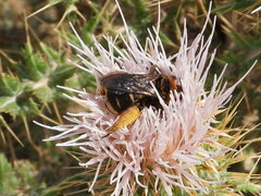 Svastra obliqua obliqua