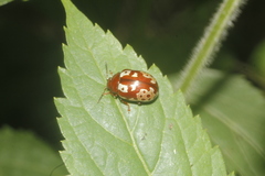 Calligrapha labyrinthica