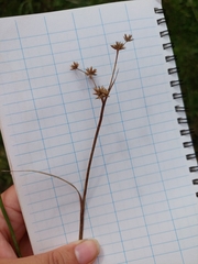 Juncus planifolius