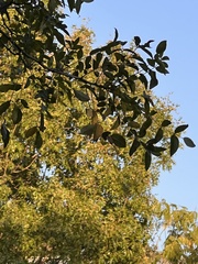 Zanthoxylum clava-herculis