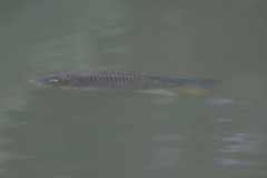 Oreochromis niloticus