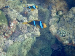 Amphiprion chrysopterus