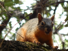 Sciurus nayaritensis