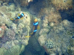 Amphiprion chrysopterus