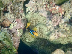 Amphiprion chrysopterus