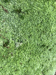 Leucobryum