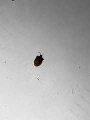 Dendrocoris humeralis