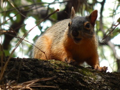 Sciurus nayaritensis
