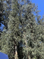 Eucalyptus globulus