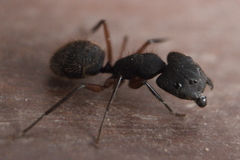 Camponotus rufipes
