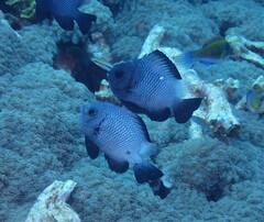 Dascyllus trimaculatus