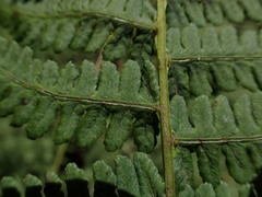 Diplazium sandwichianum