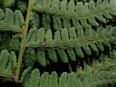Diplazium sandwichianum