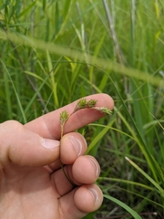 Carex brevior