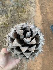 Pinus sabiniana