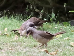 Pterorhinus perspicillatus