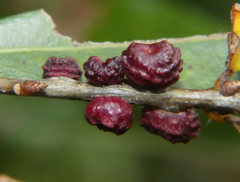 Kokkocynips difficilis