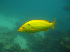 Mycteroperca rosacea