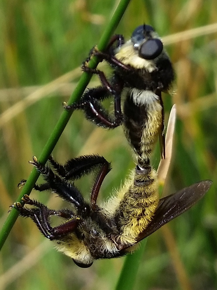 Golden-tailed Beebandit