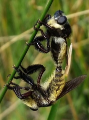 Golden-tailed Beebandit