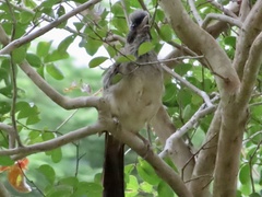 Pterorhinus perspicillatus
