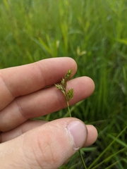Carex brevior