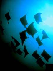 Rhinoptera steindachneri