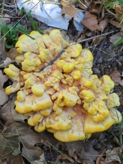 Laetiporus sulphureus