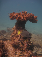 Prionurus laticlavius