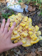 Laetiporus sulphureus