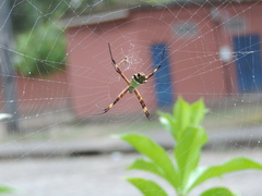 Argiope argentata
