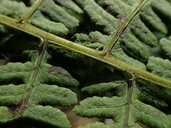 Diplazium sandwichianum