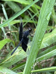 Erythrodiplax funerea