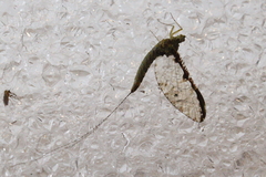 Callibaetis