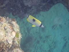 Chaetodon unimaculatus