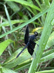 Erythrodiplax funerea