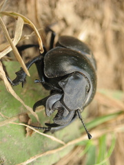 Lethrus apterus