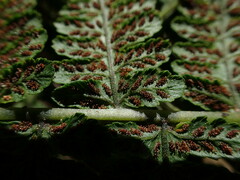 Diplazium sandwichianum