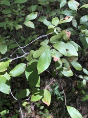 Vaccinioideae