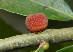 Kokkocynips imbricariae