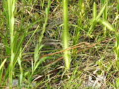 Lycopodiella