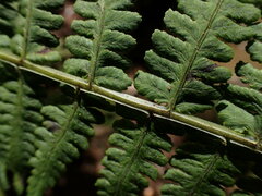 Diplazium sandwichianum