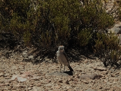 Muscisaxicola rufivertex