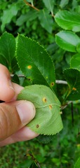 Puccinia coronata